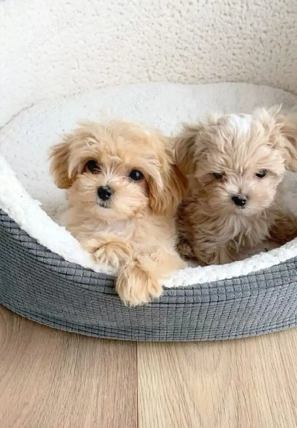 Maltipoo Fetiță și Băiat 