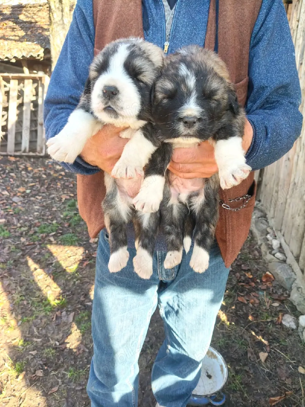 cateii Ciobanesc caucazian 