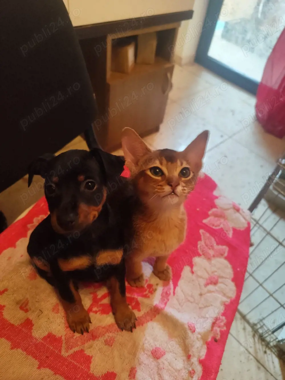 Pinscher Pitic fete si baieti