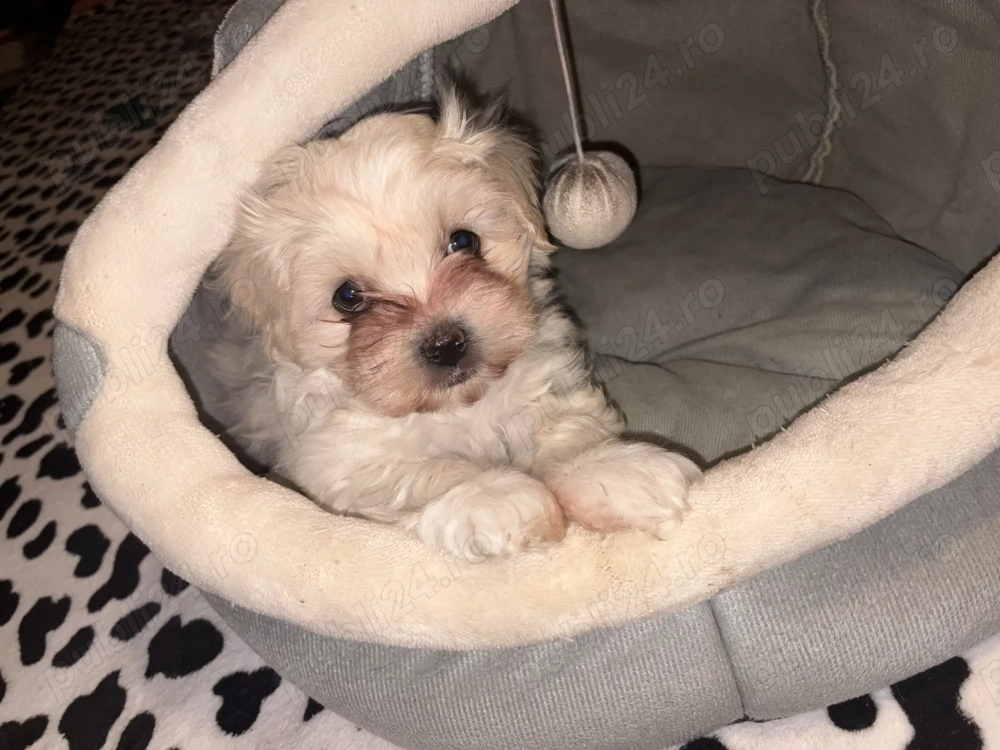 Pui Bichon Maltez