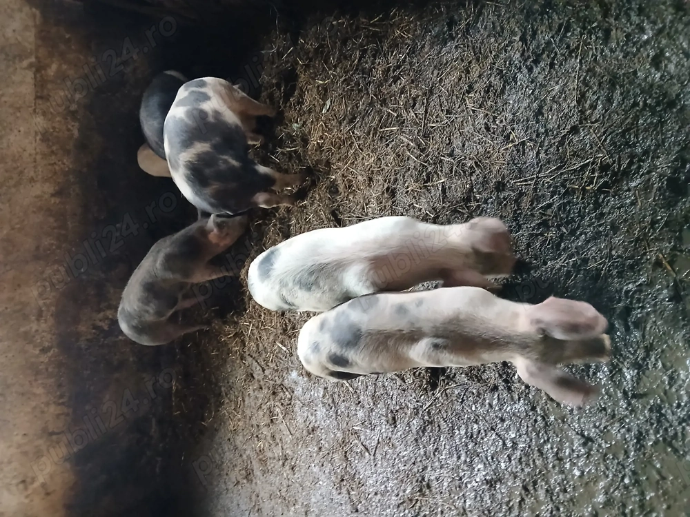 Soldani 40 kg Bistrita-Nasaud  