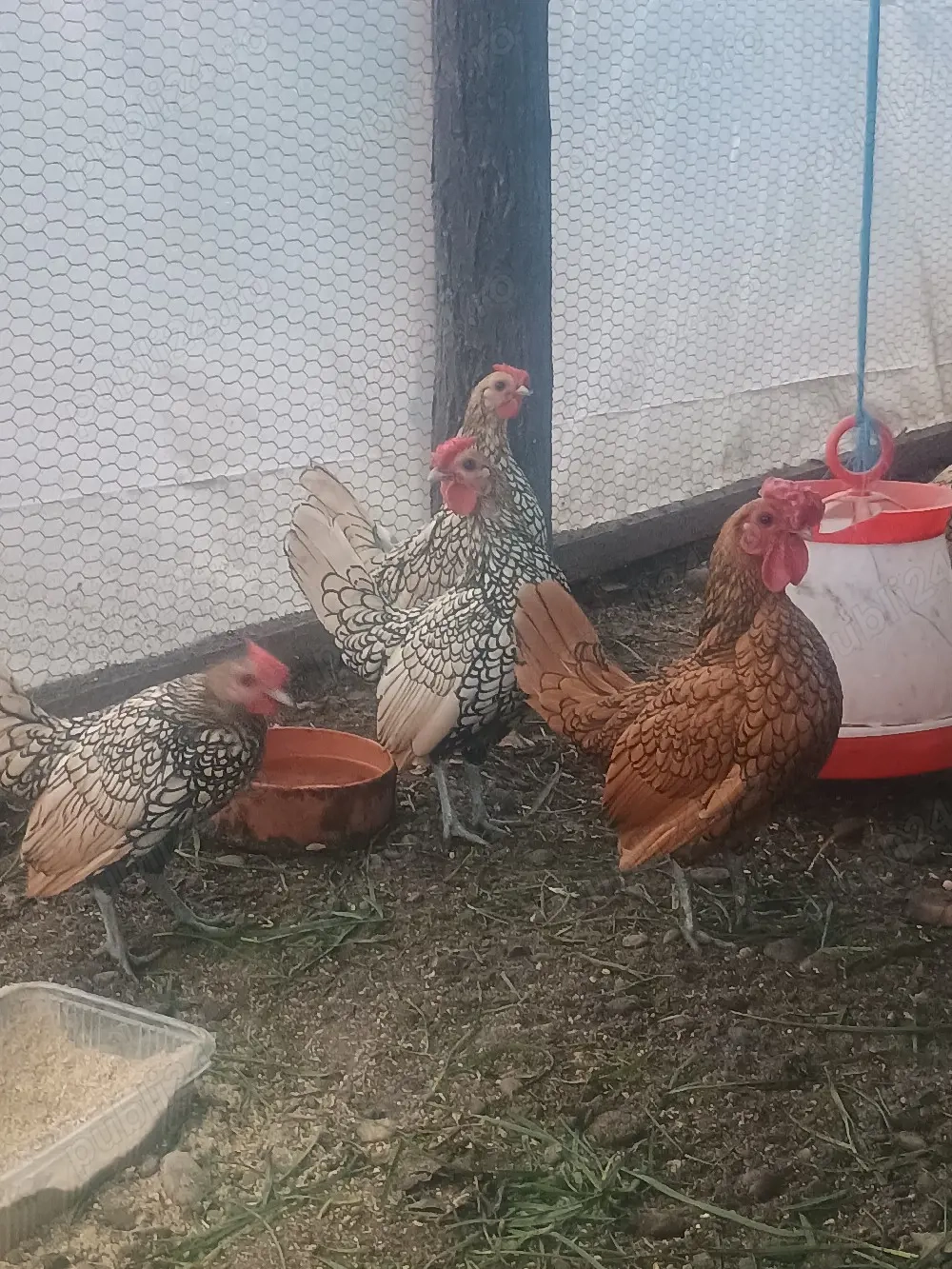 Trei cocoșei Sebrighet 