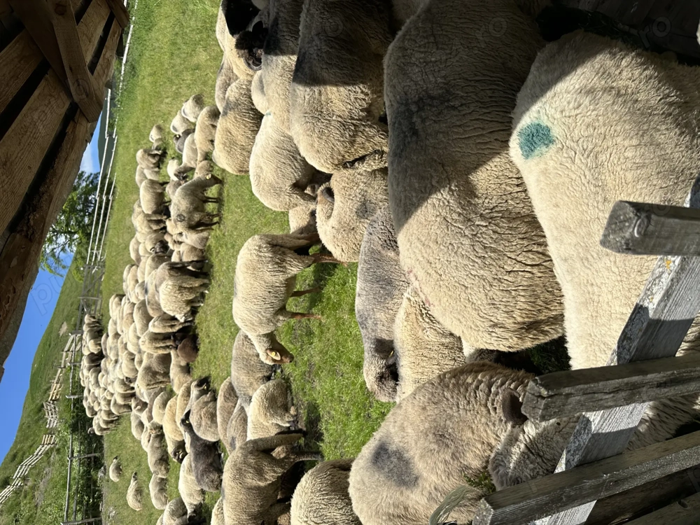 Caut cioban Prahova, pe termen lung .