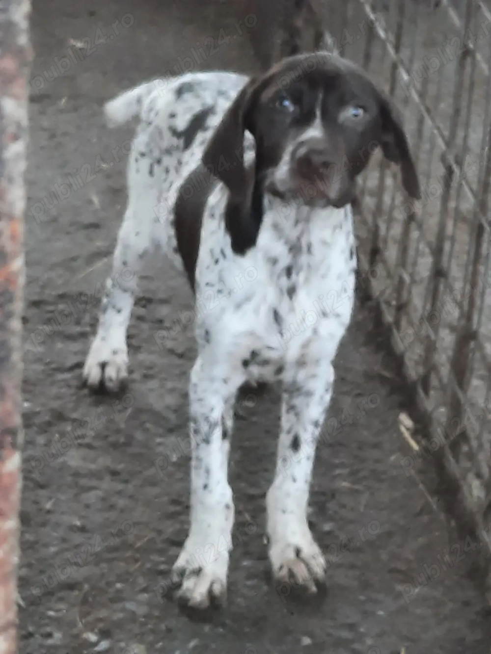 Cățel brac german de vânzare