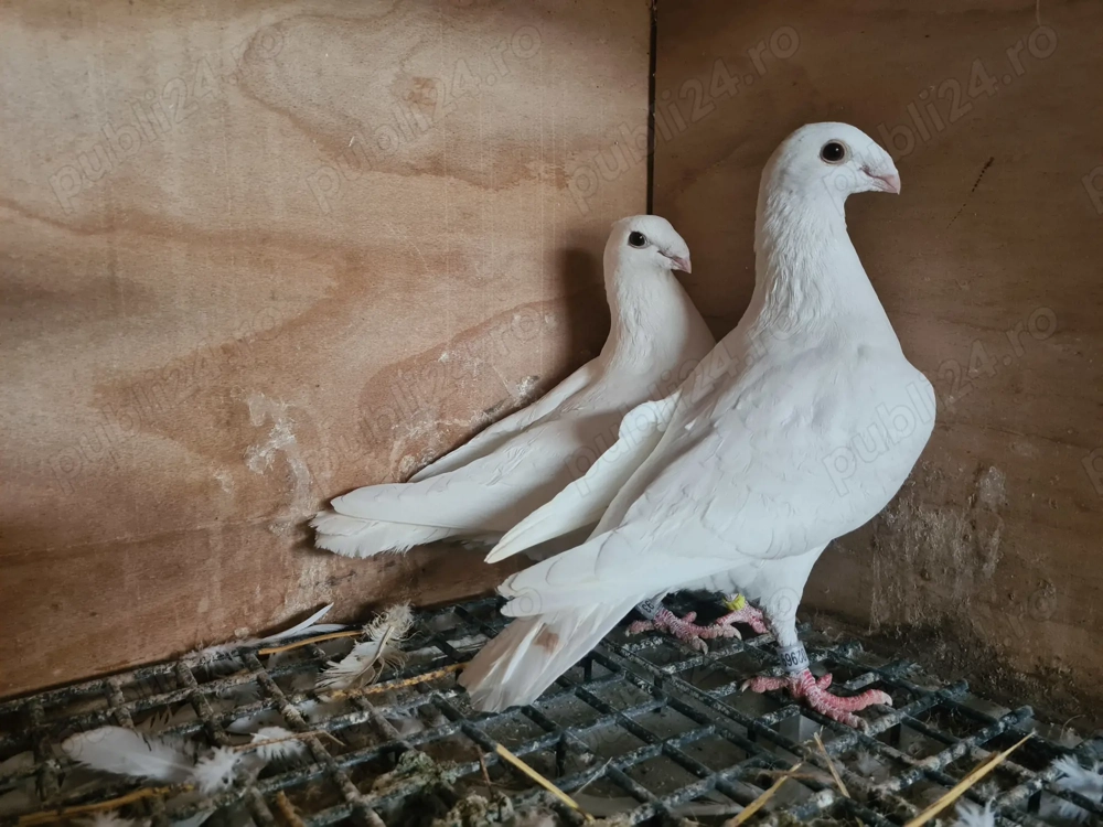 Porumbei voiajor Albi 2025