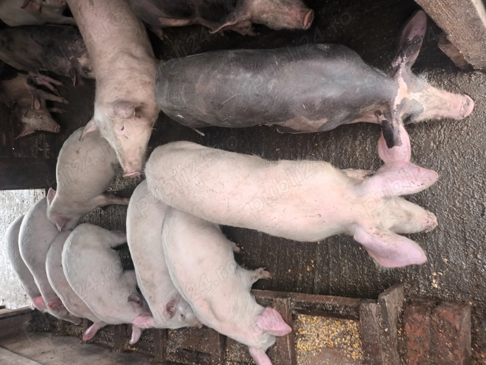 Purcei de rasa de vanzare