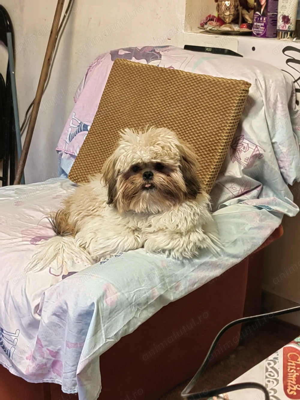 Vand pui shițu, varsta 8 luni, are carnet,cu vaccinuri facute, deparazitare si microcipat