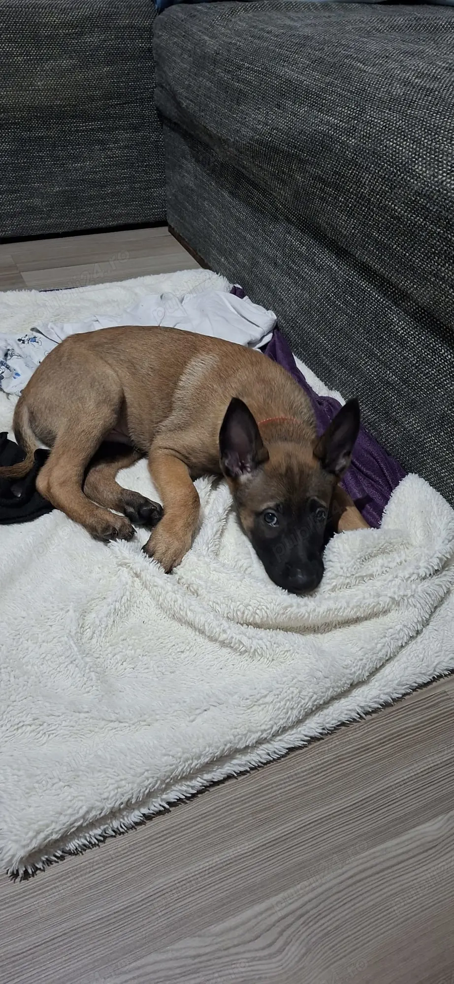 Ciobanesc Belgian Malinois mascul