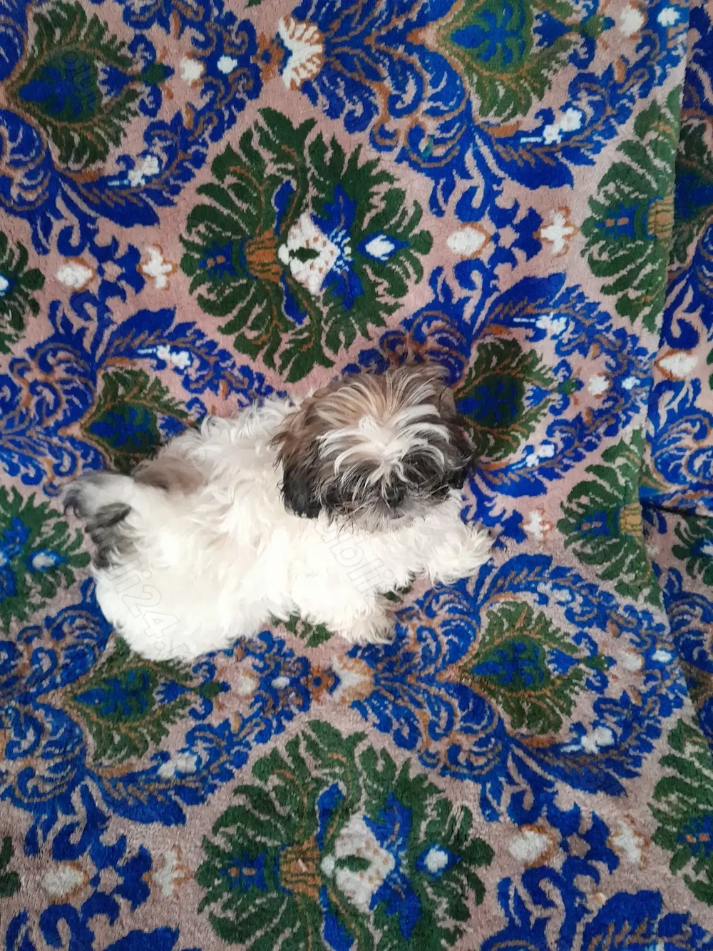 Catelusa,dragalasa,jucăușă și iubitoare!