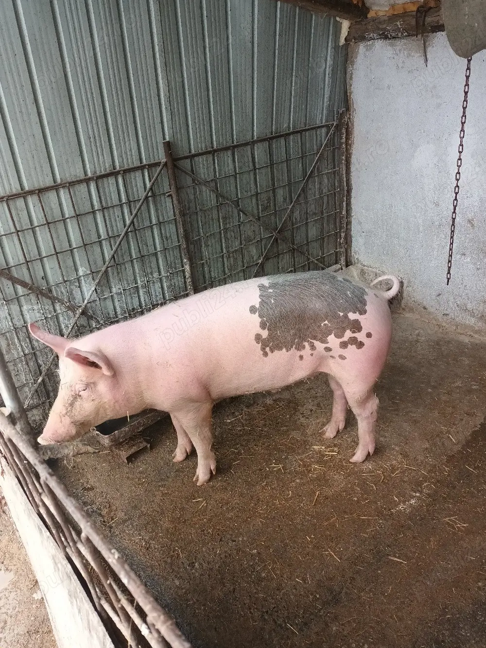 De vânzare porc de carne de 50 de kg.