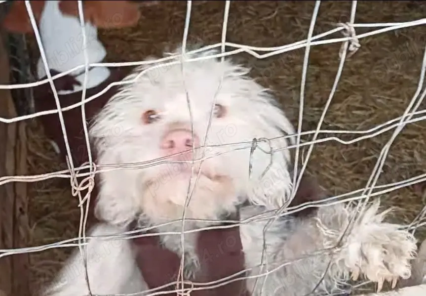 Lagotto Romagnolo   femelă 1 an + cățeluș 2 luni   căutătoare trufe negre
