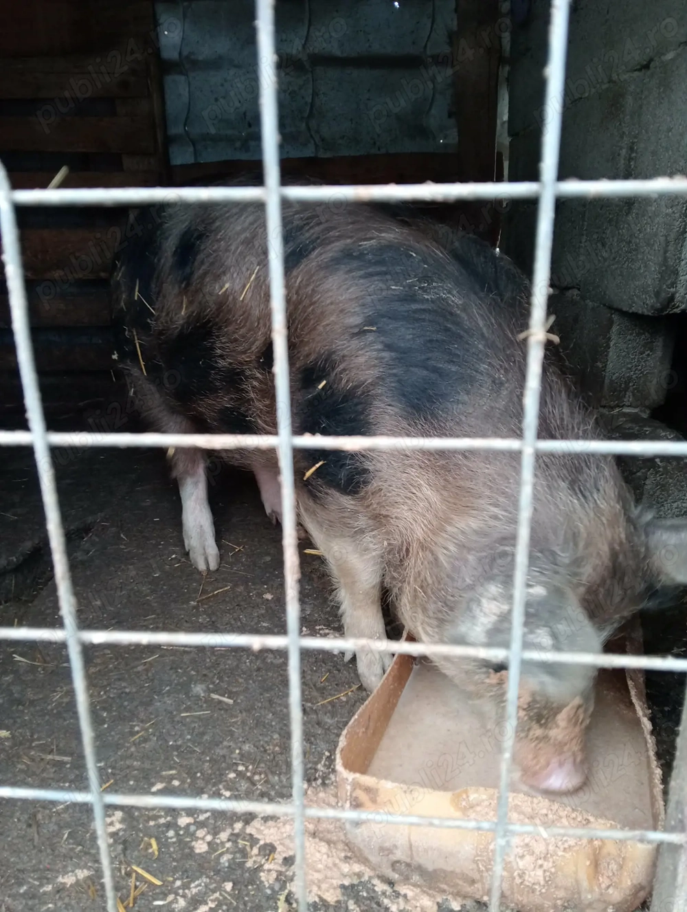 Se vinde purcica 80,90 kg.rasa duroc..