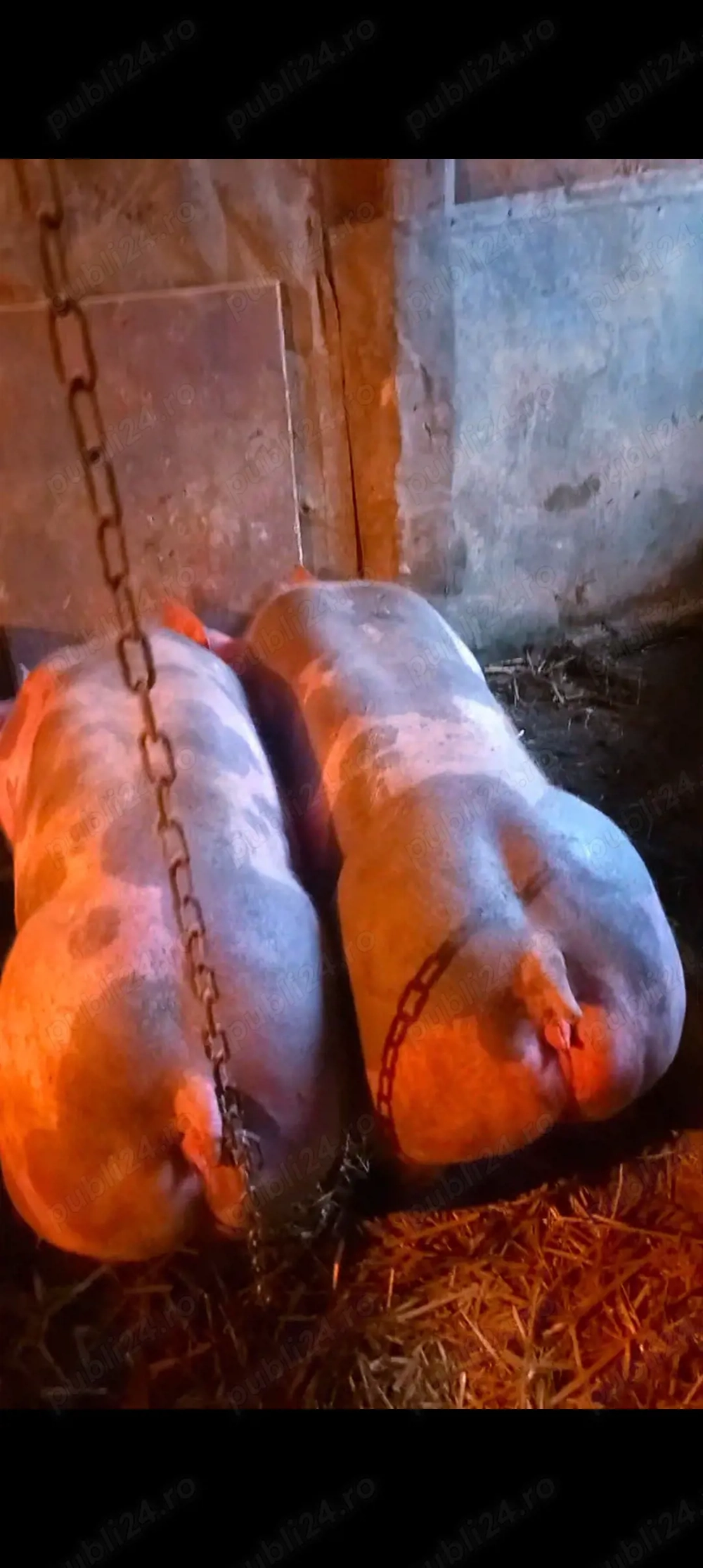 De vânzare 2 scrofite pietrain belgian pur 