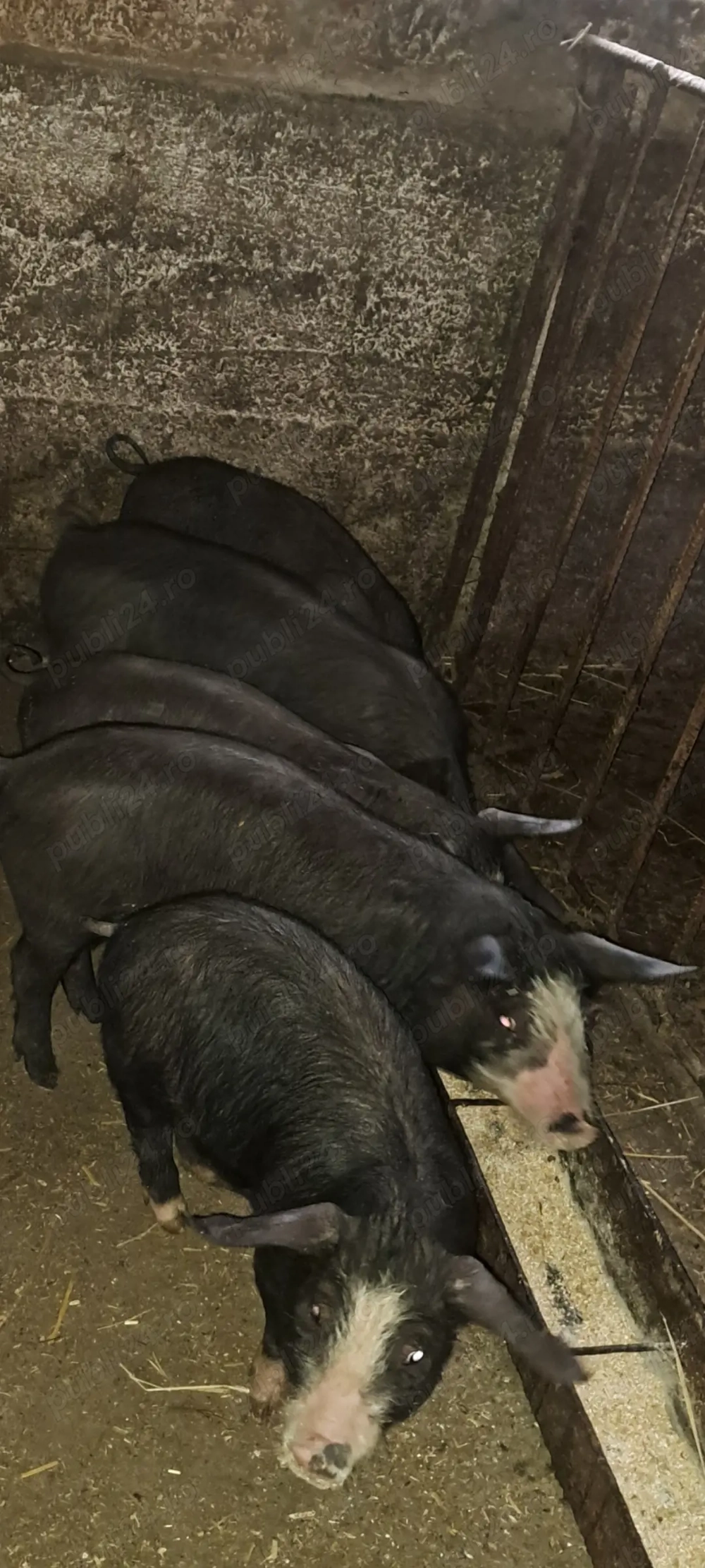 Purcei bazna cu pietrain