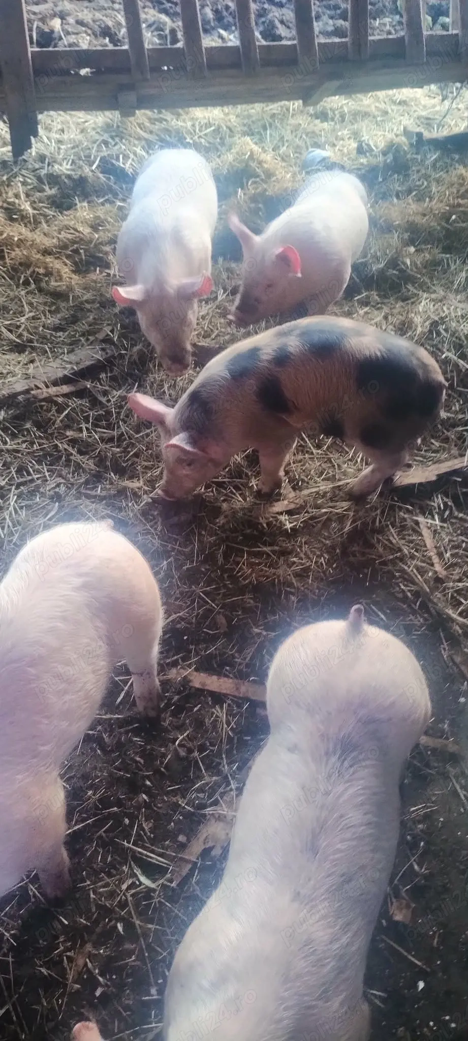 Vând purcei mici cu preț bun