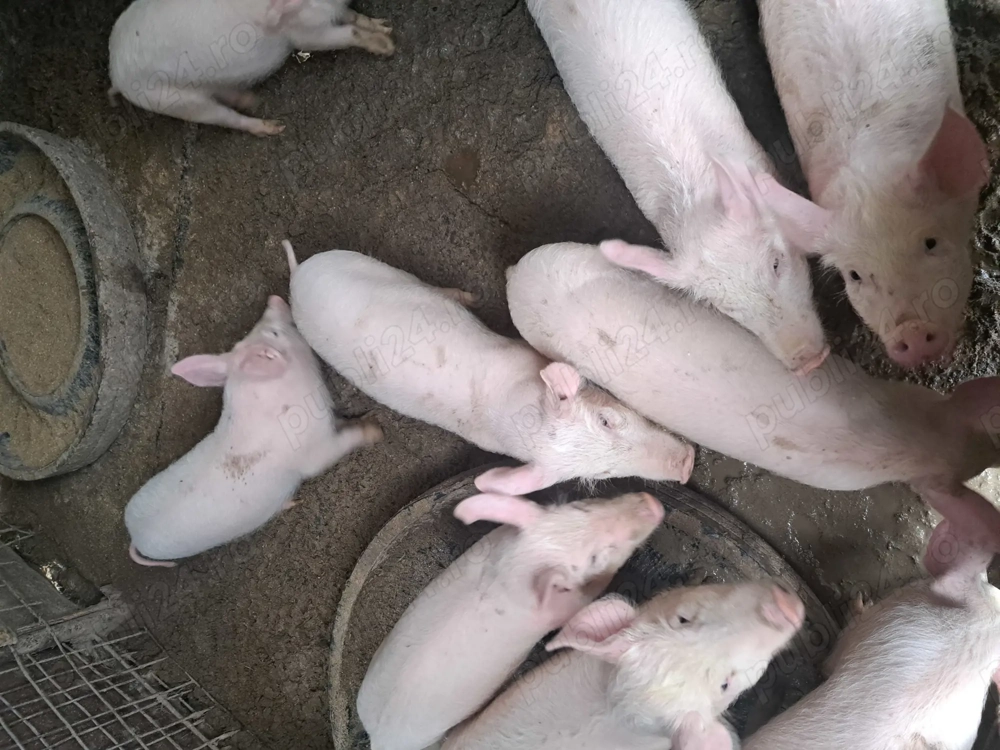 Vând soldani 12 săptămâni 