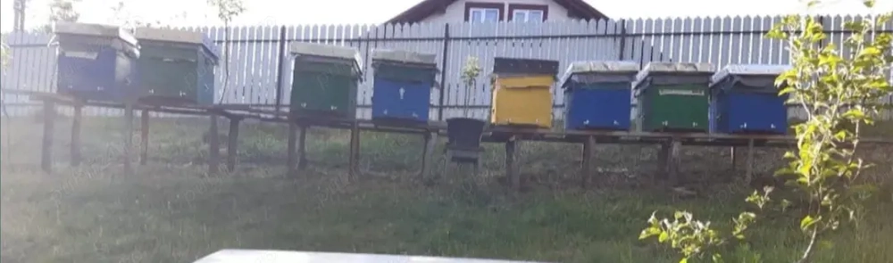 10 familii la alegere 