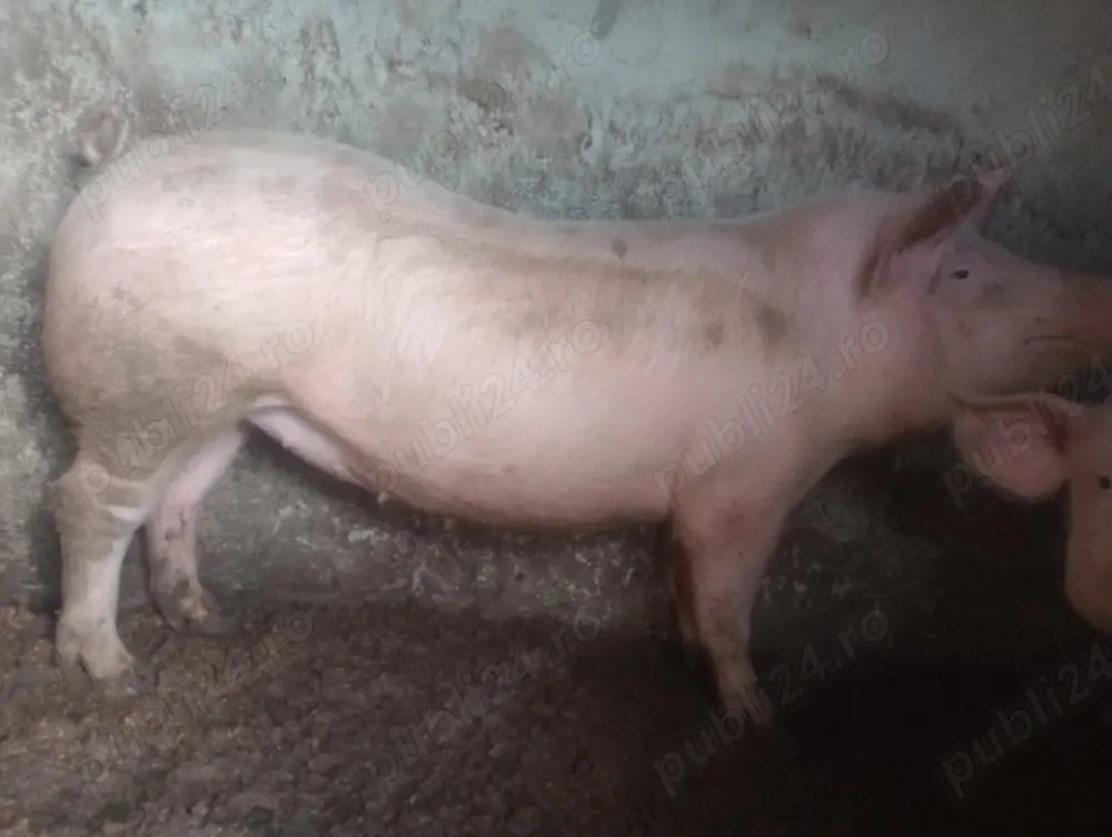 Vand porci crescuti in gospodarie