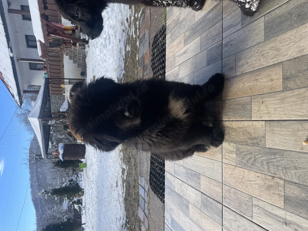 Căței ciobănesc corb originali 