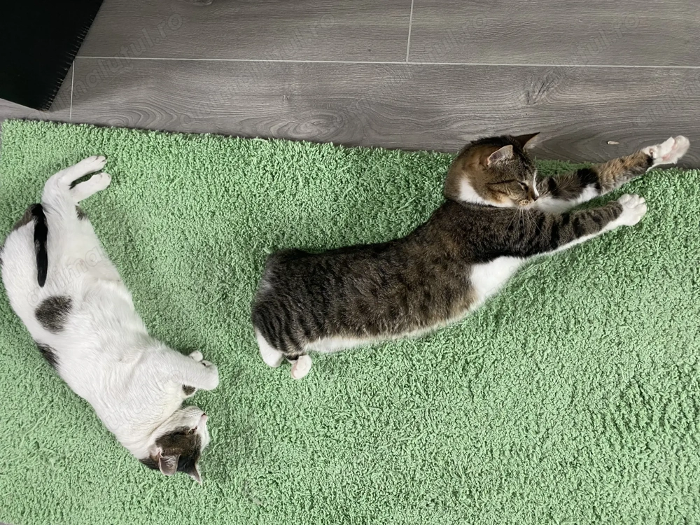 Pisici Iubitoare si Frumoase