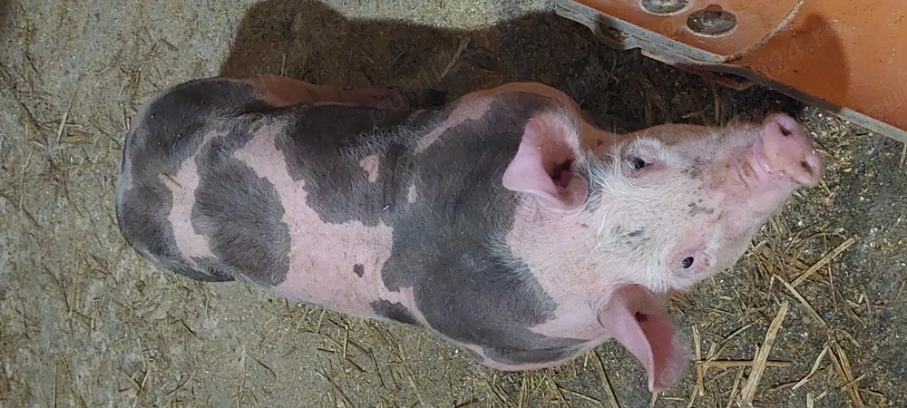 Purcei de vanzare pietrain