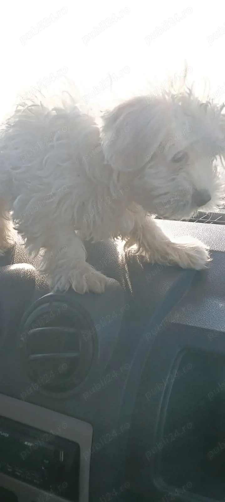 Pereche bishon maltez 