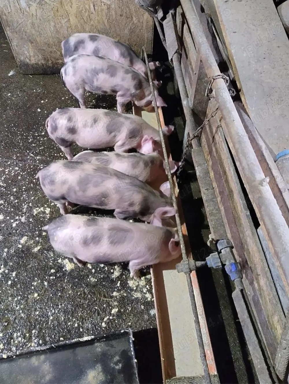 7 Purcei Petrean de vanzare- 10 saptamani