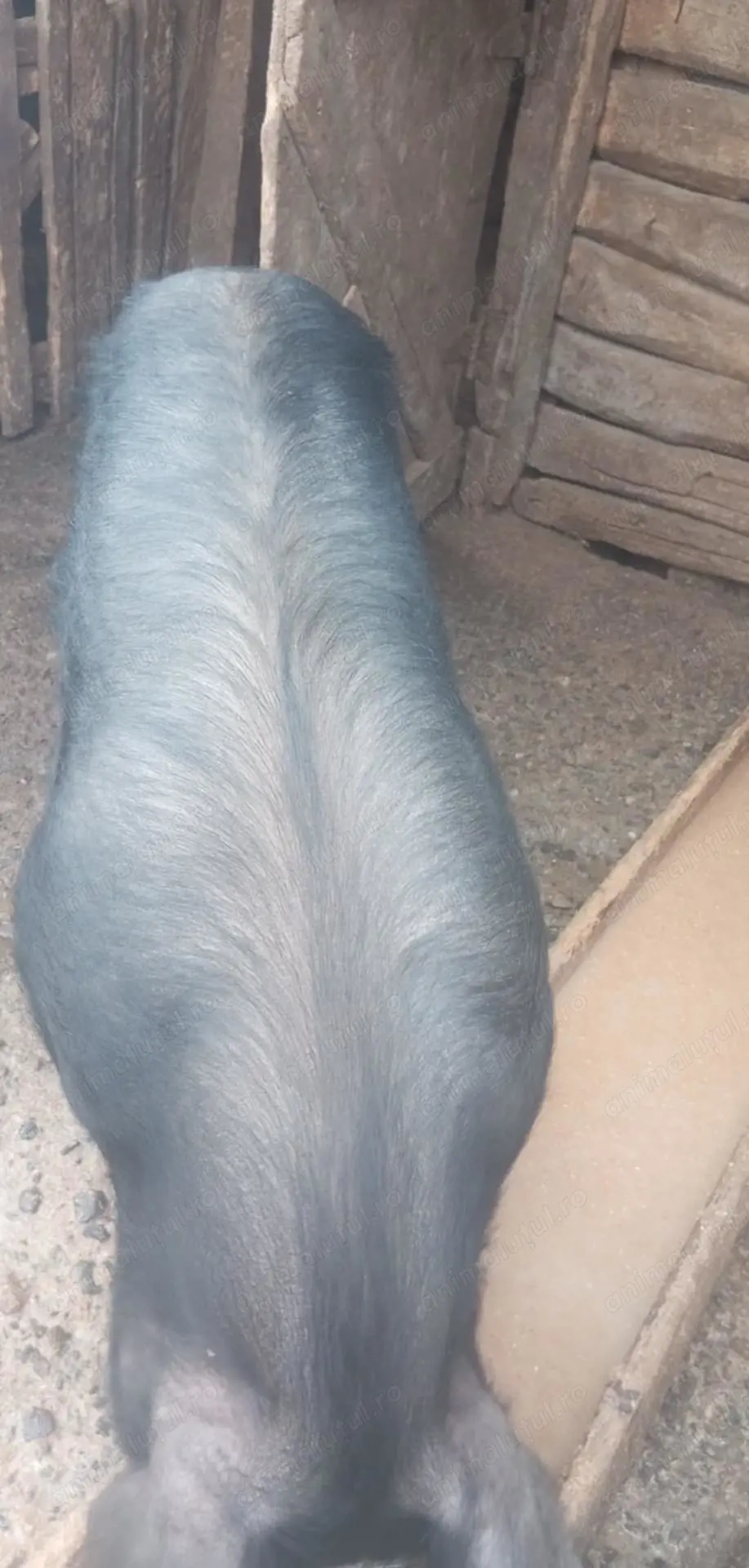 Vand porc Mare de Vanzare 