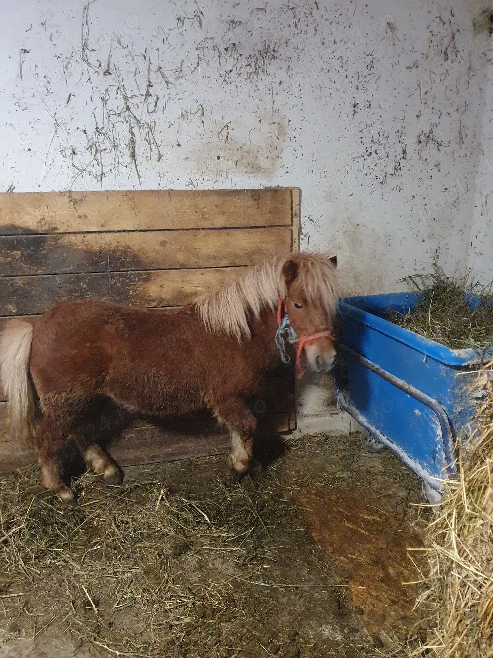 ponei tineri de vanzare 