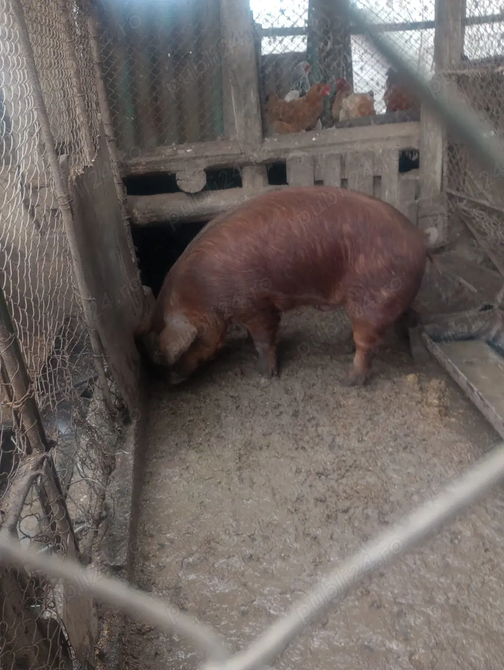 Vand vier rasa duroc