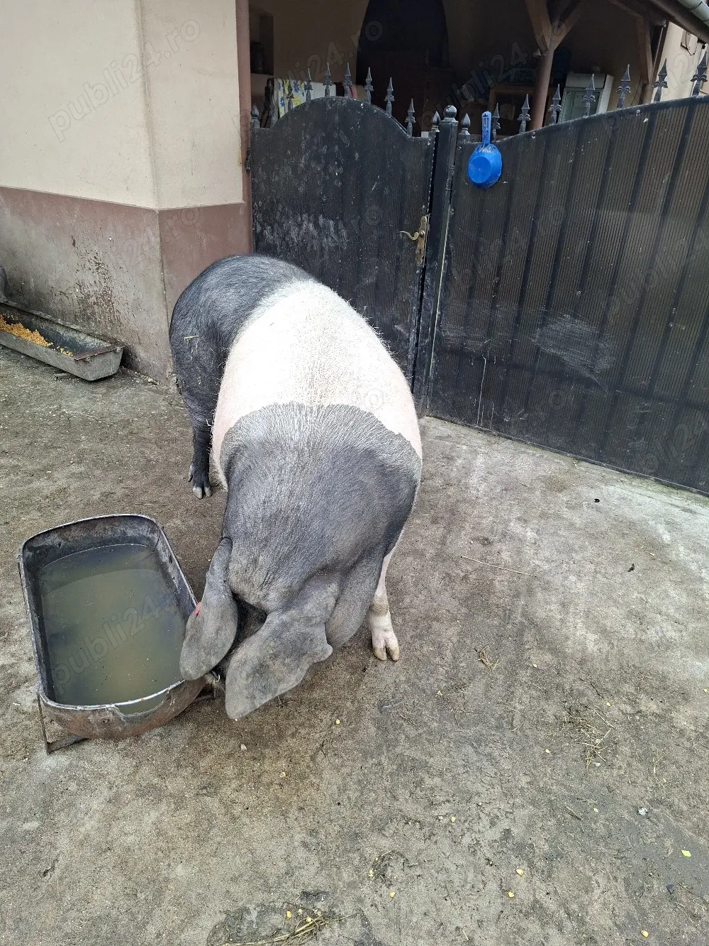 scroafa bazna  pt sacrificat