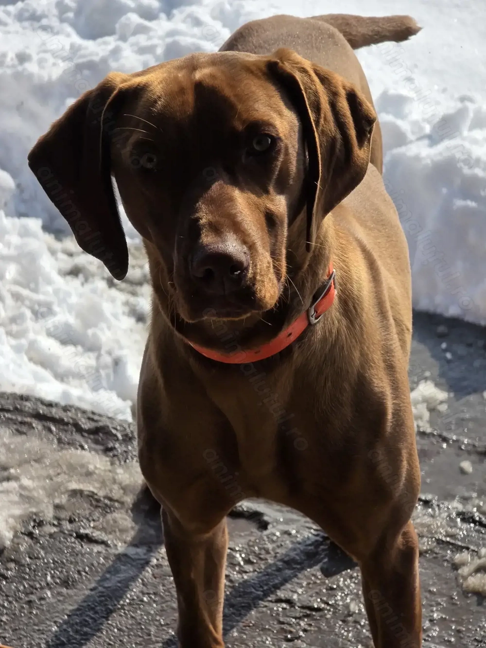 Mascul vizsla maghiară 