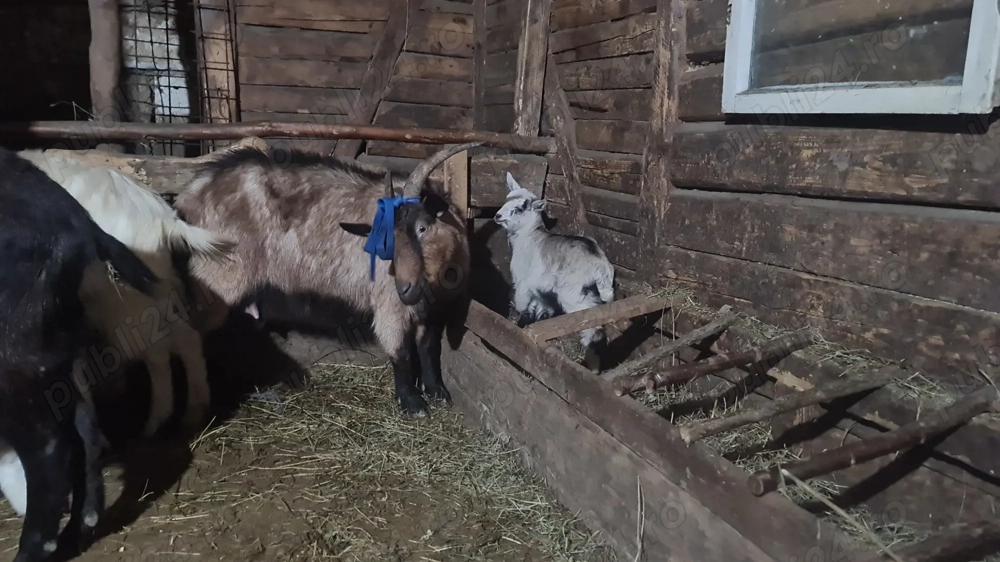 3 capre tinere cu iezi