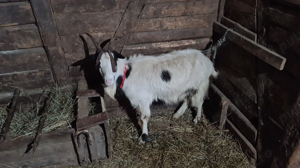 Capra la prima fatare cu ied