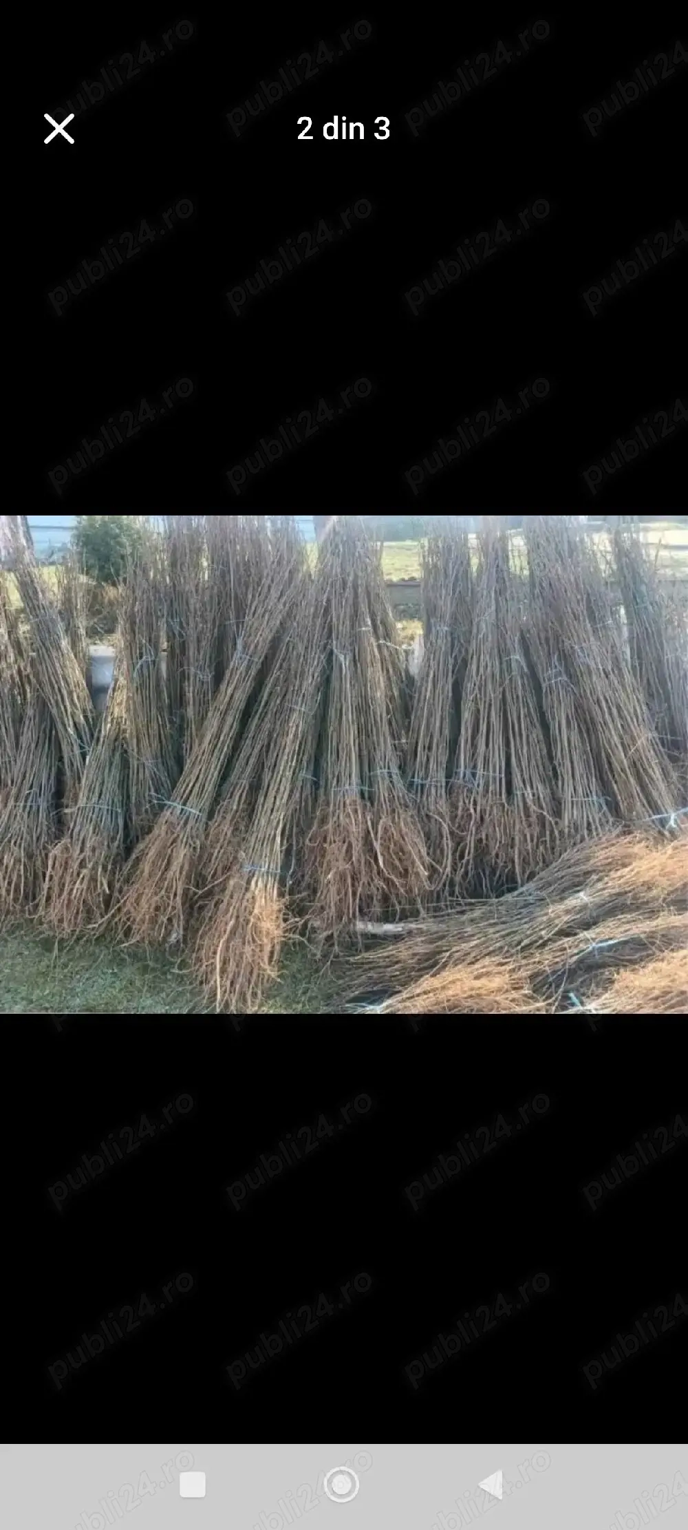 Plantează o moștenire verde!    Vând puieți forestieri fag carpen frasin tei plop salcami 