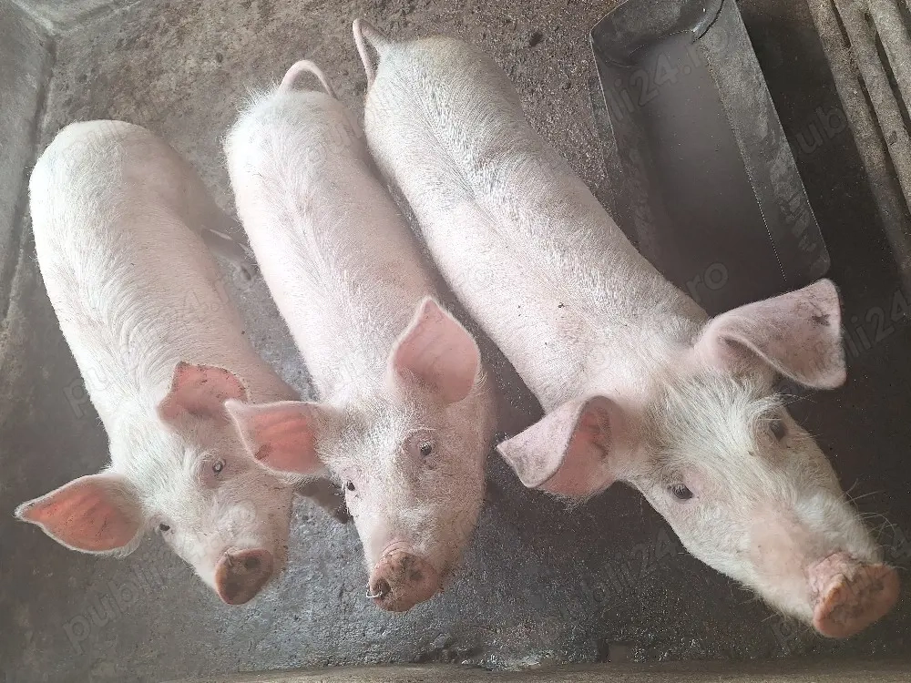 Șuldei de vânzare!