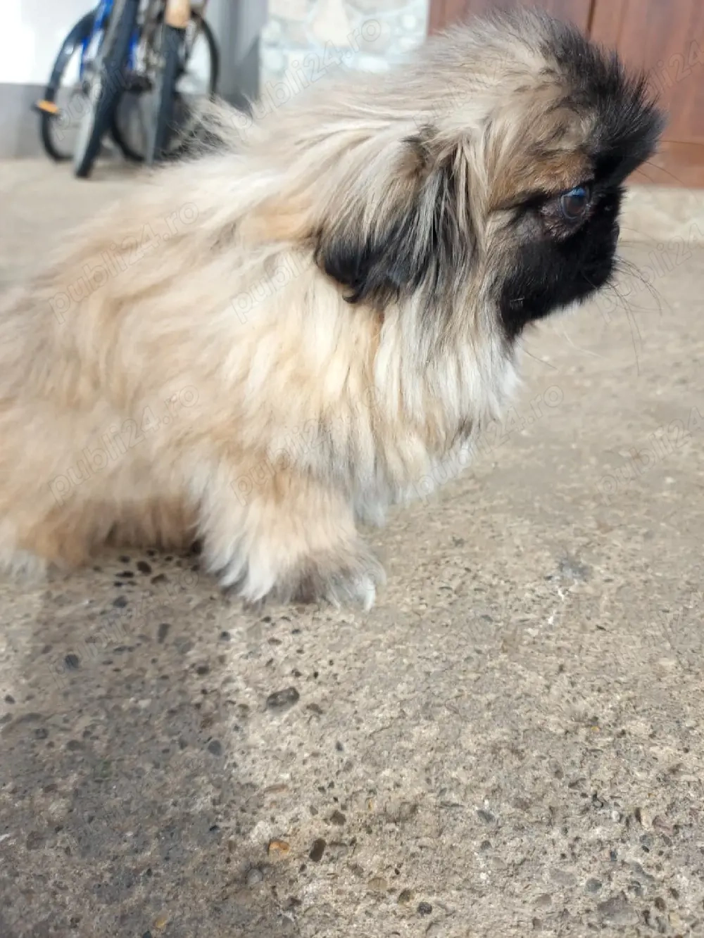 baietel de 3 luni cu carnet de sănătate si vaccinurile la zi