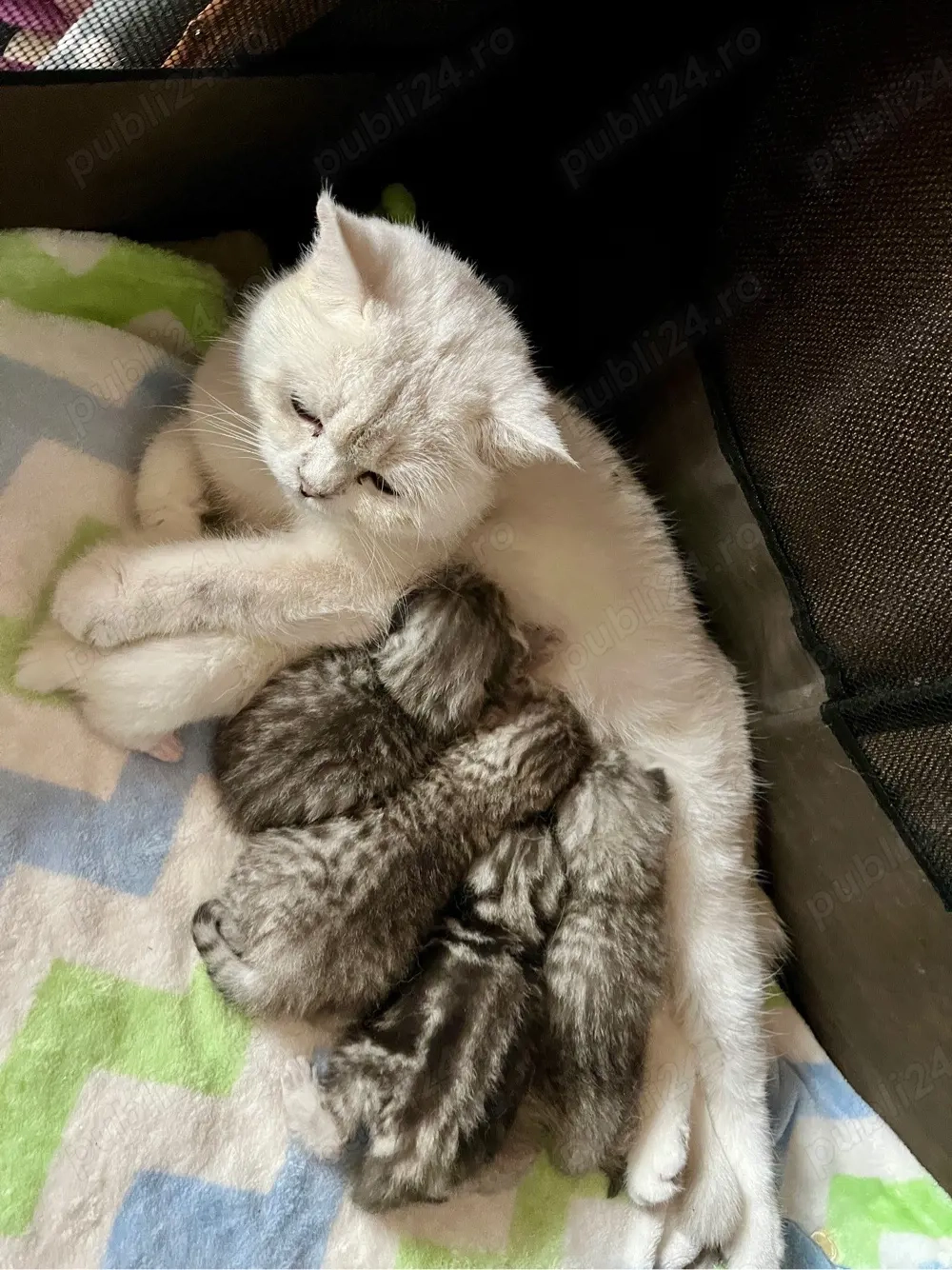 British shorthair shaded point