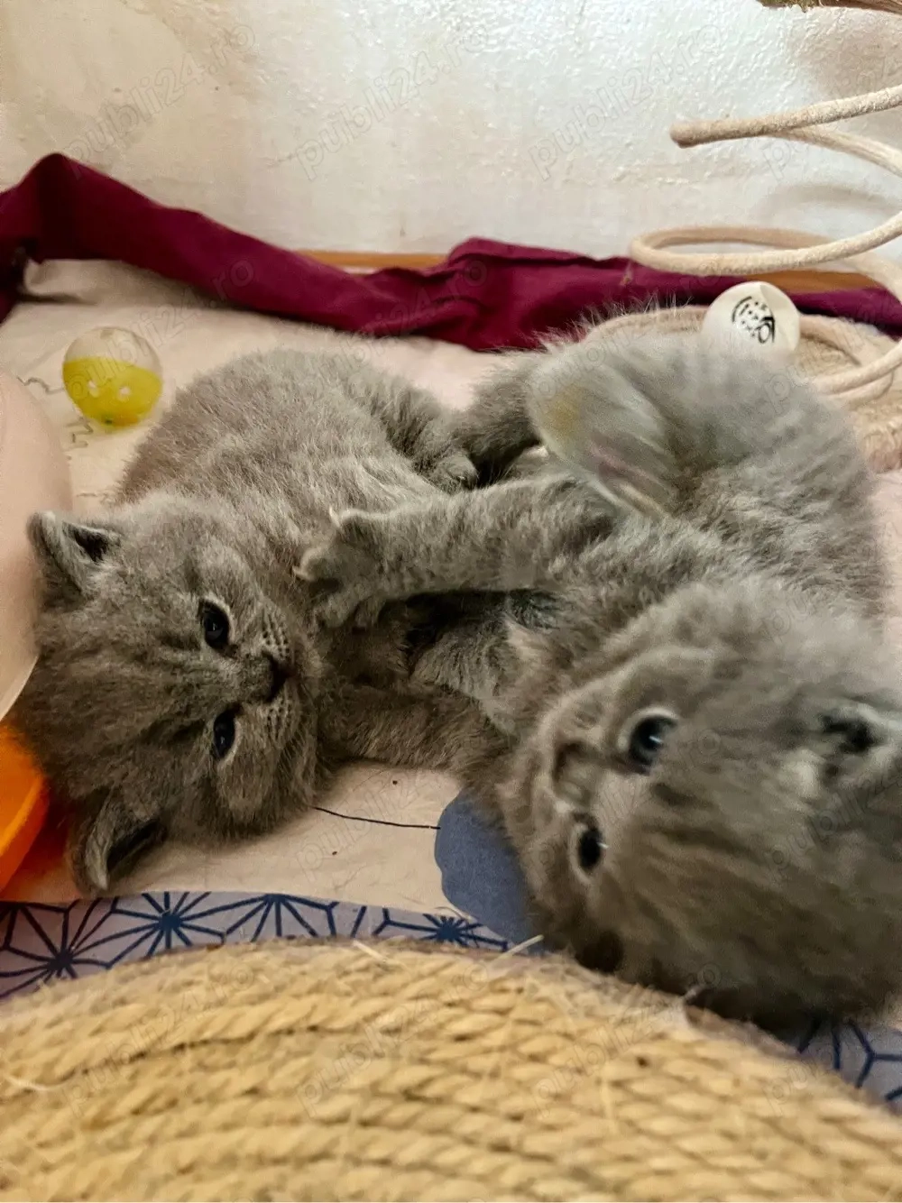 british shorthair blue