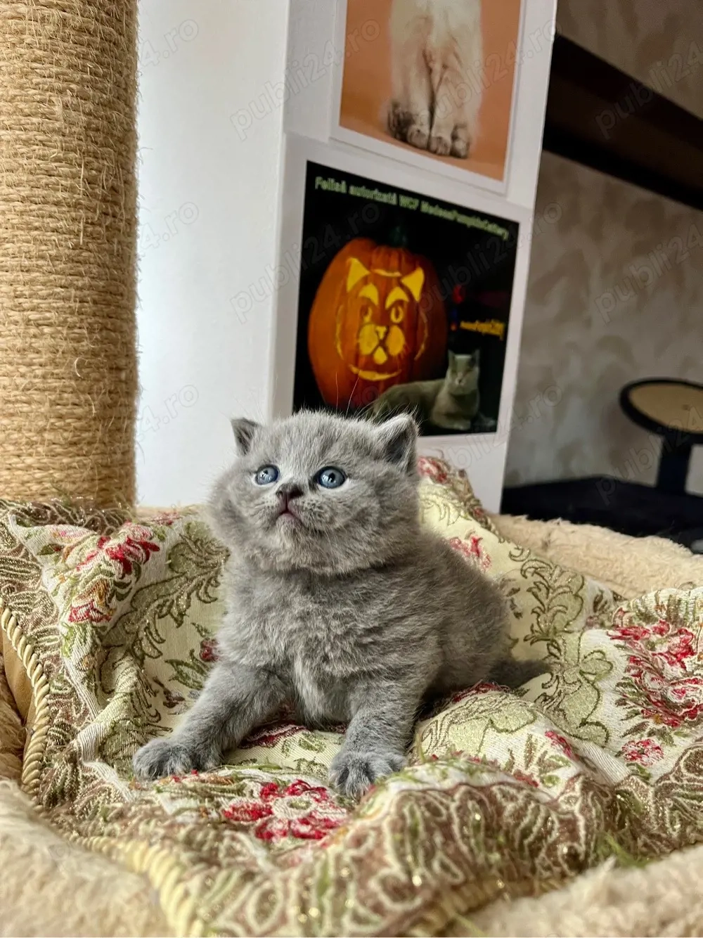 british shorthair blue