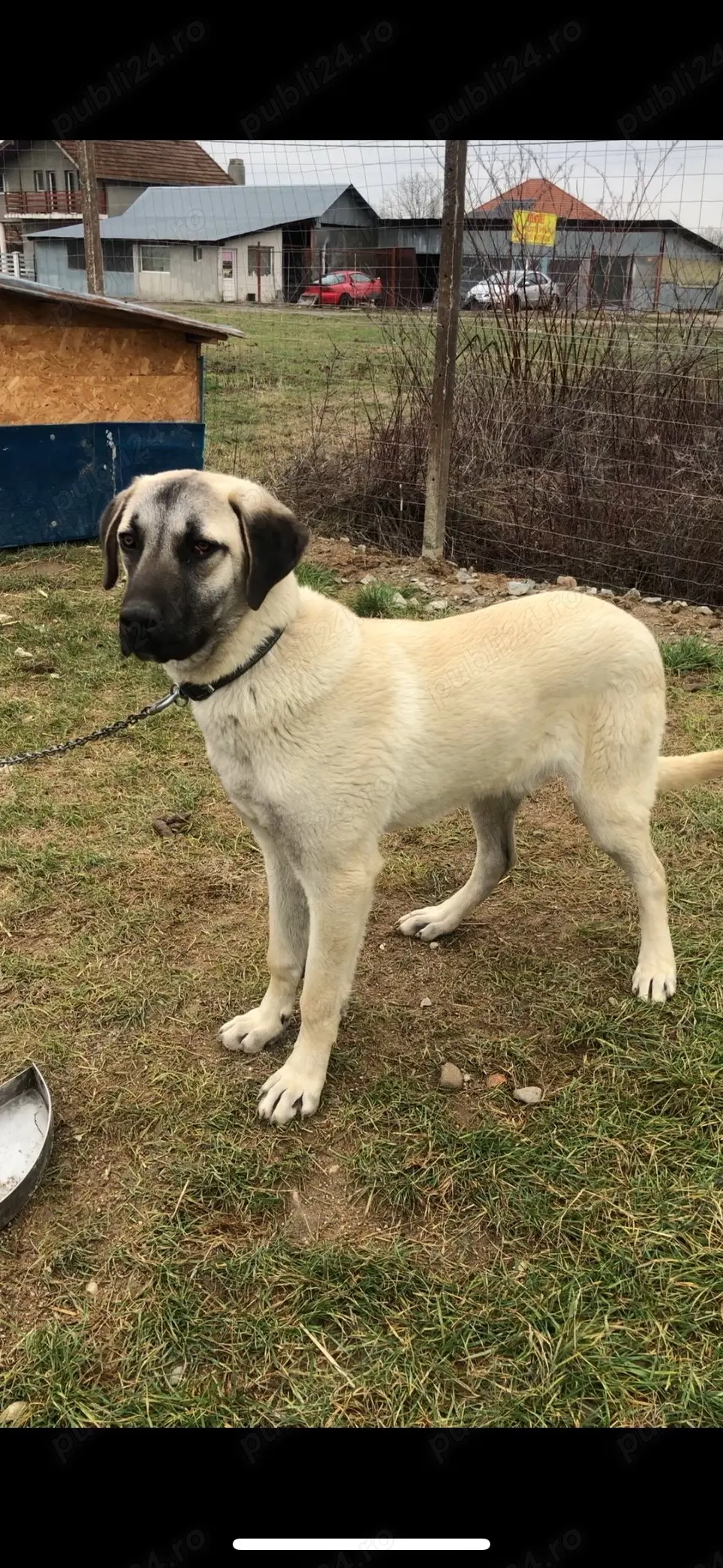 Kangal varsa 8 luni