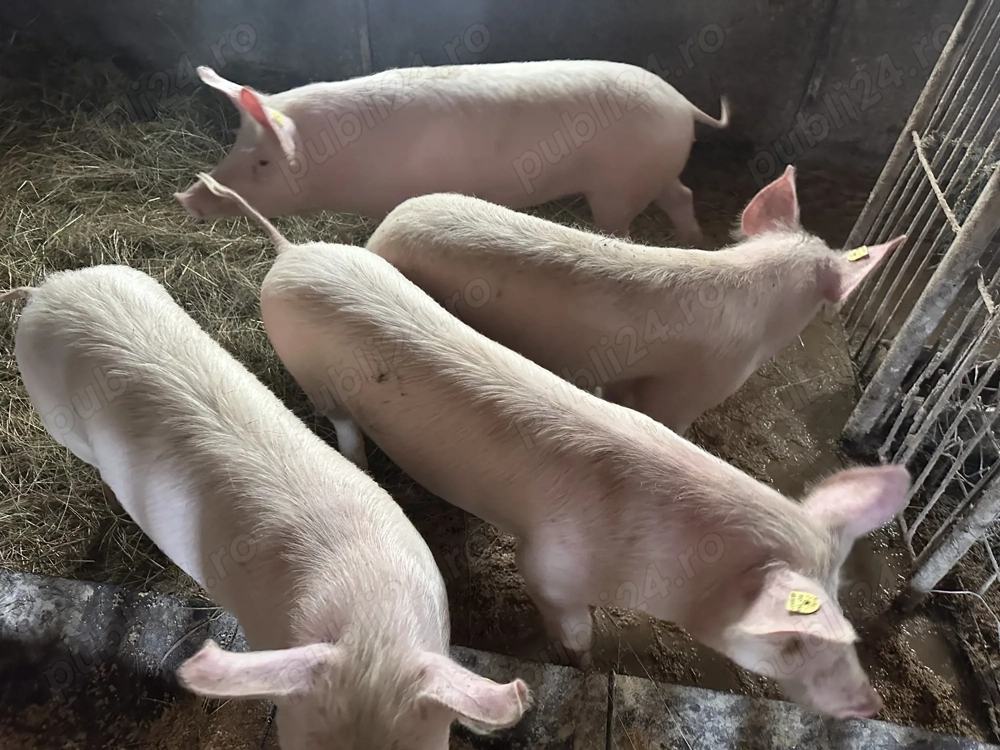 Vand soldani 50-60 kg landrace si rasa de carne