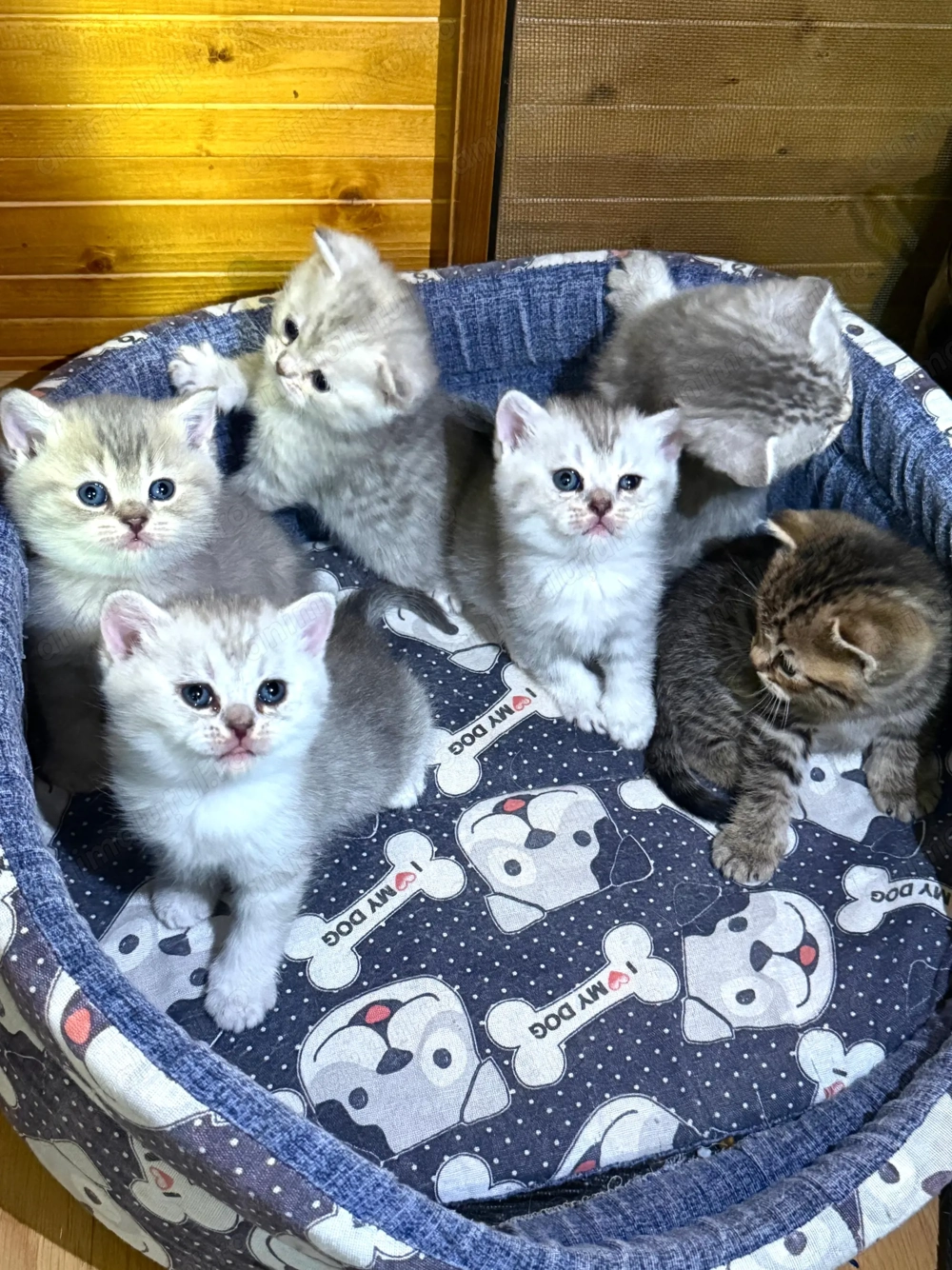  Puiuti British Shorthair isi cauta camin 