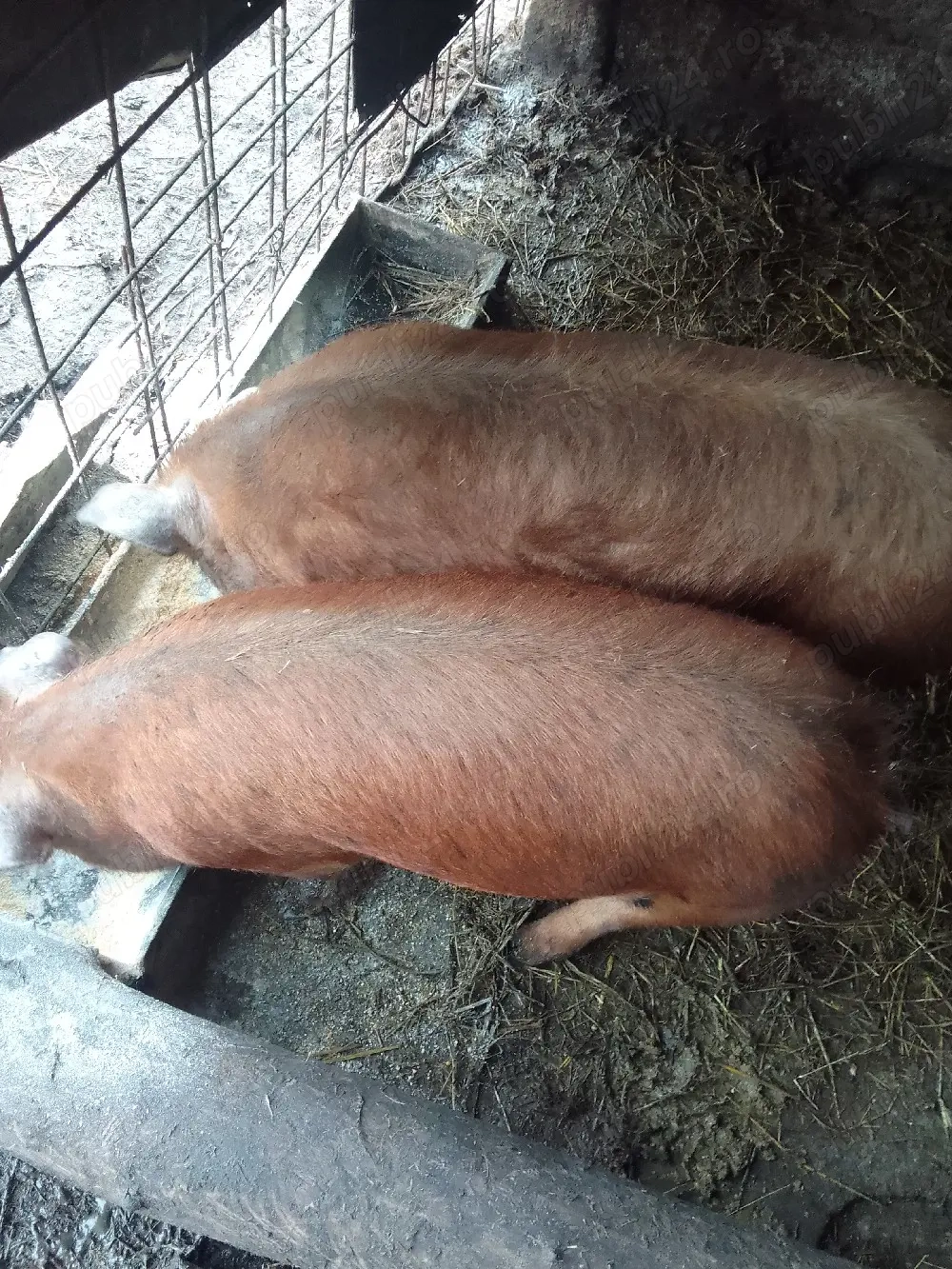 Purcei metis de duroc cu pietran 