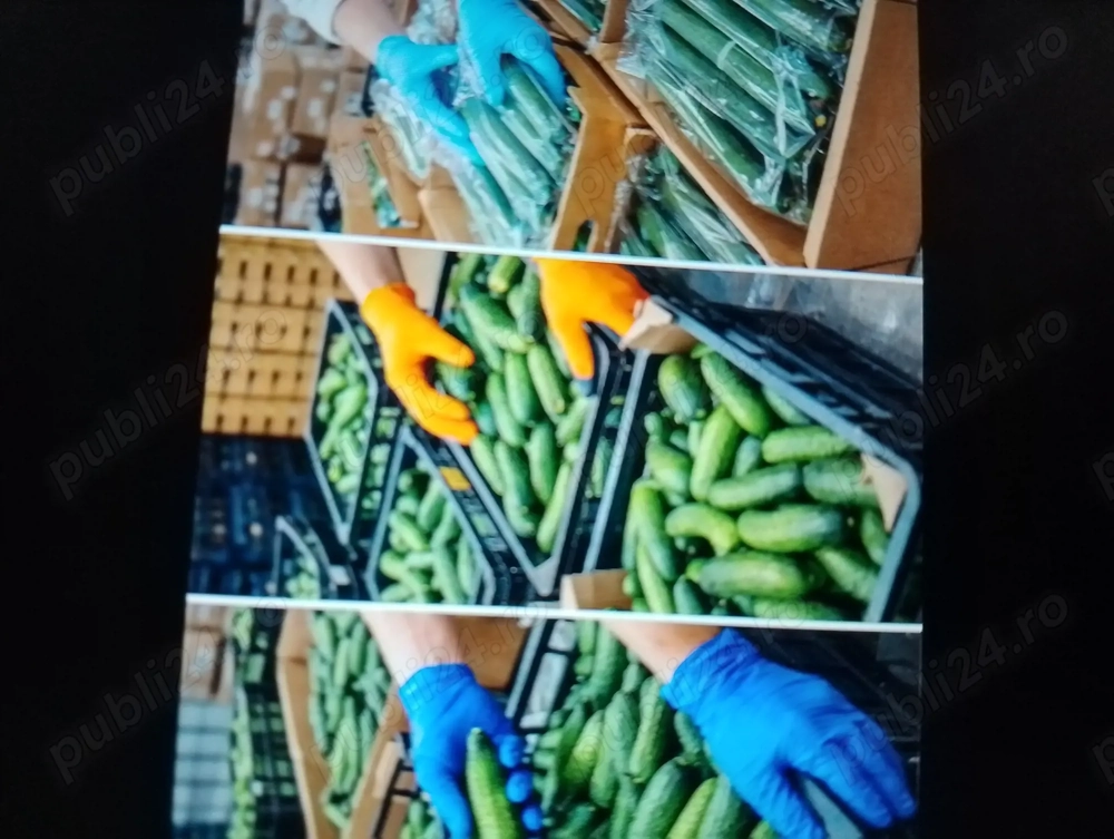 Angajam cupluri  sortat de castraveți 