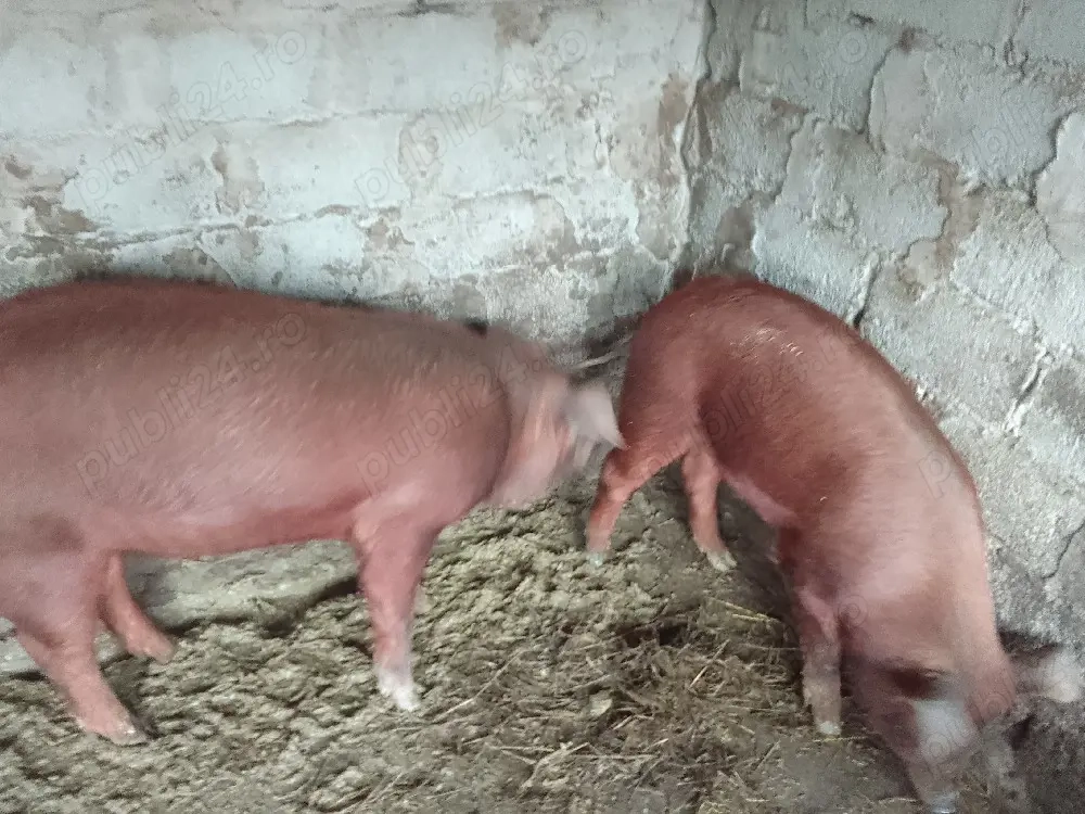Porci Duroc rasă pură 