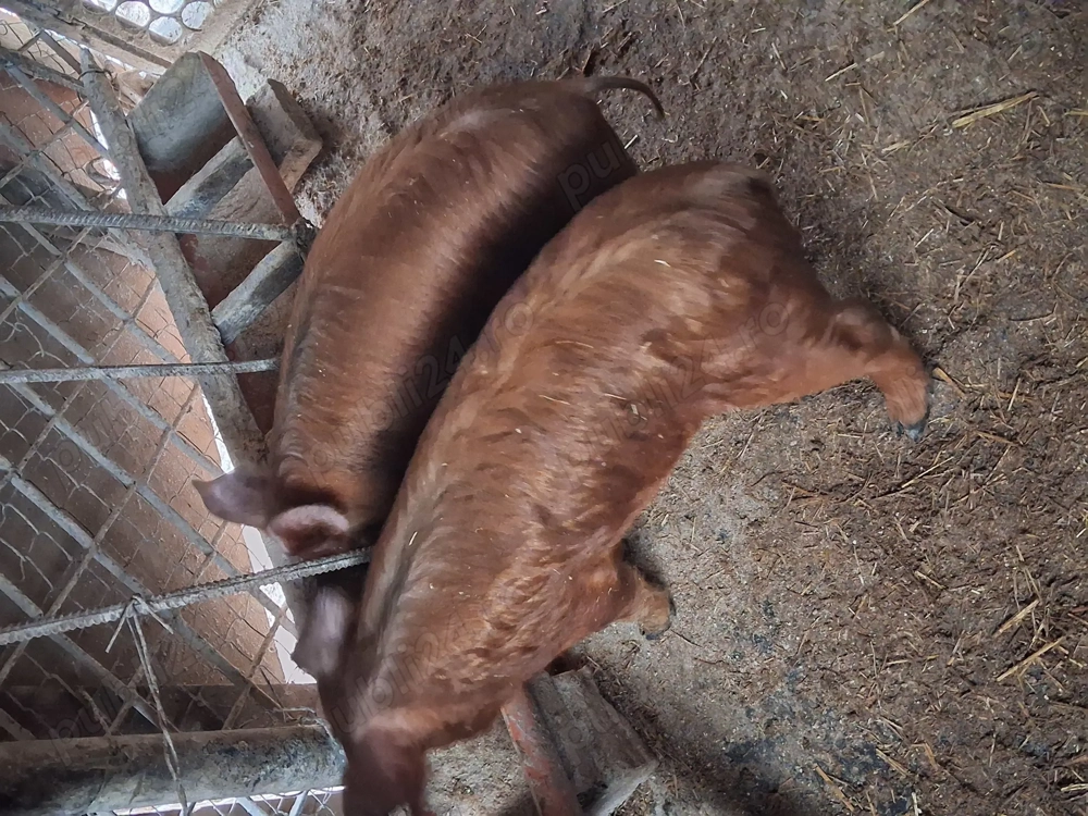 Vind  2 soldanasi duroc ,castrati si deparazitati,pret 650,700 lei