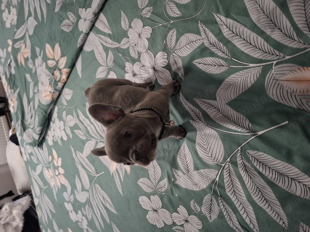 Bulldog francez blue femela