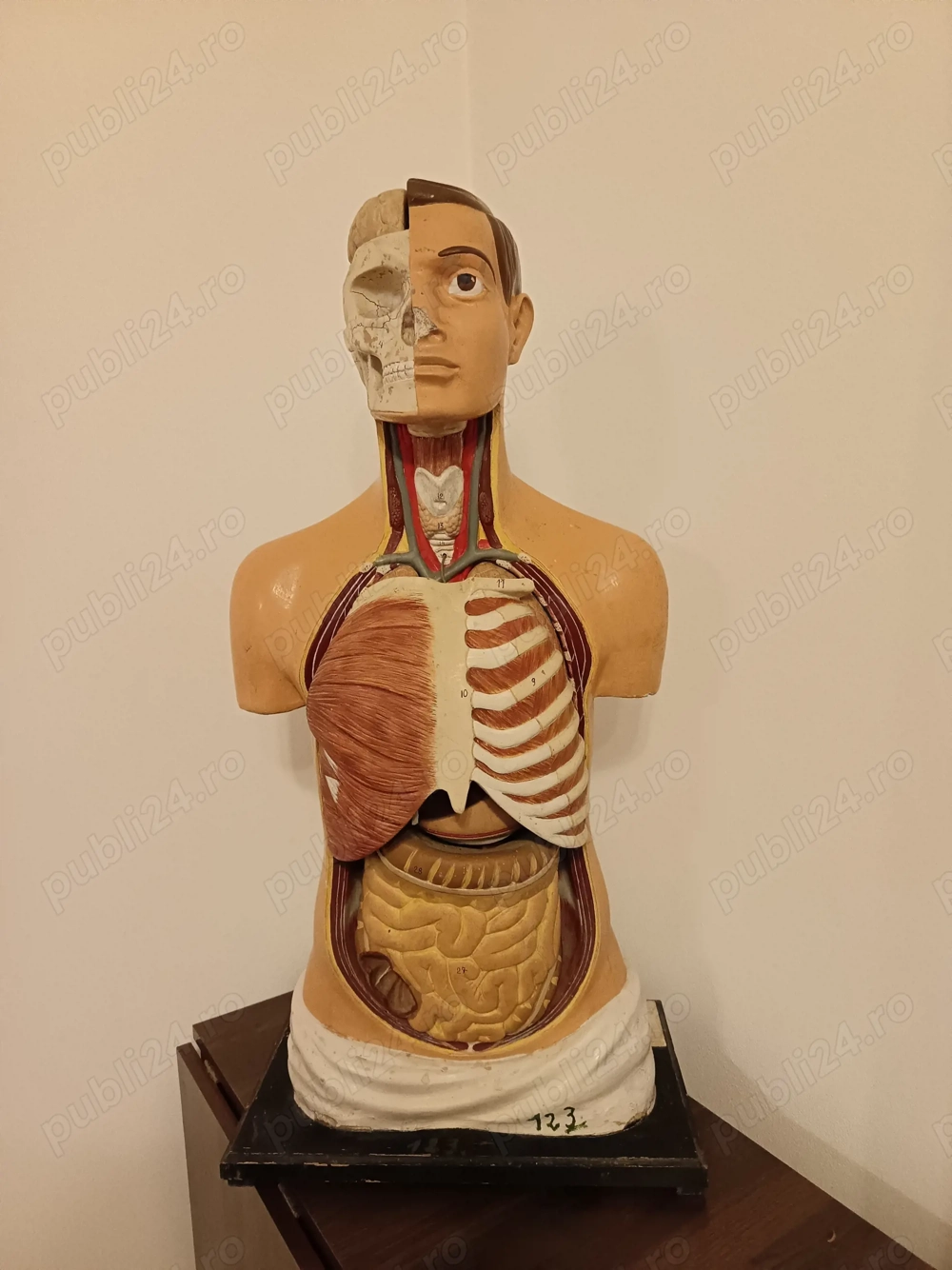 Bust anatomic educațional v