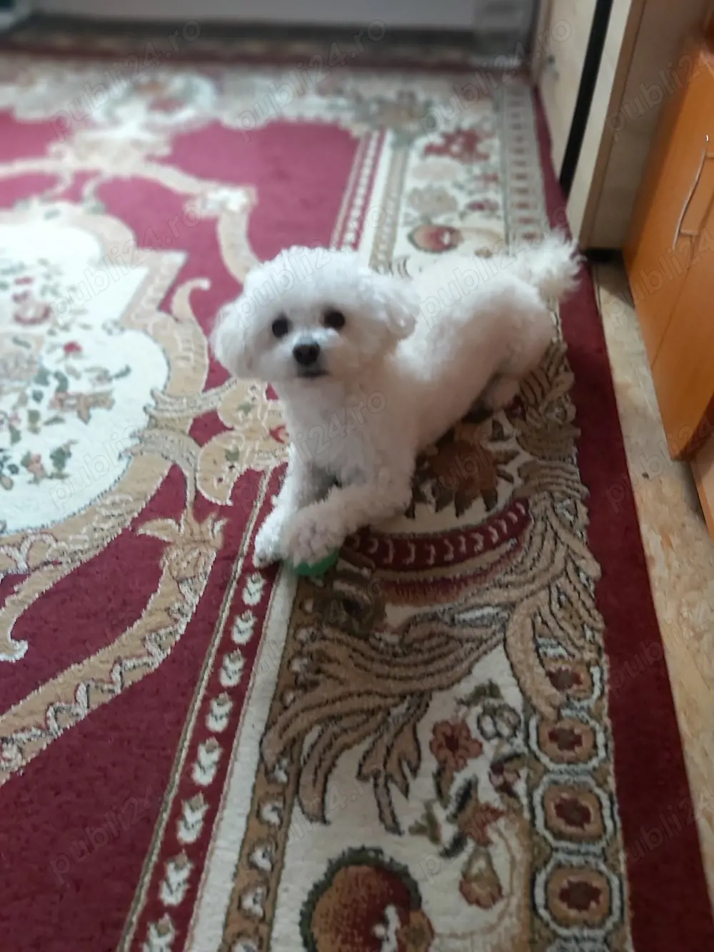 De vânzare Bișon Frise 